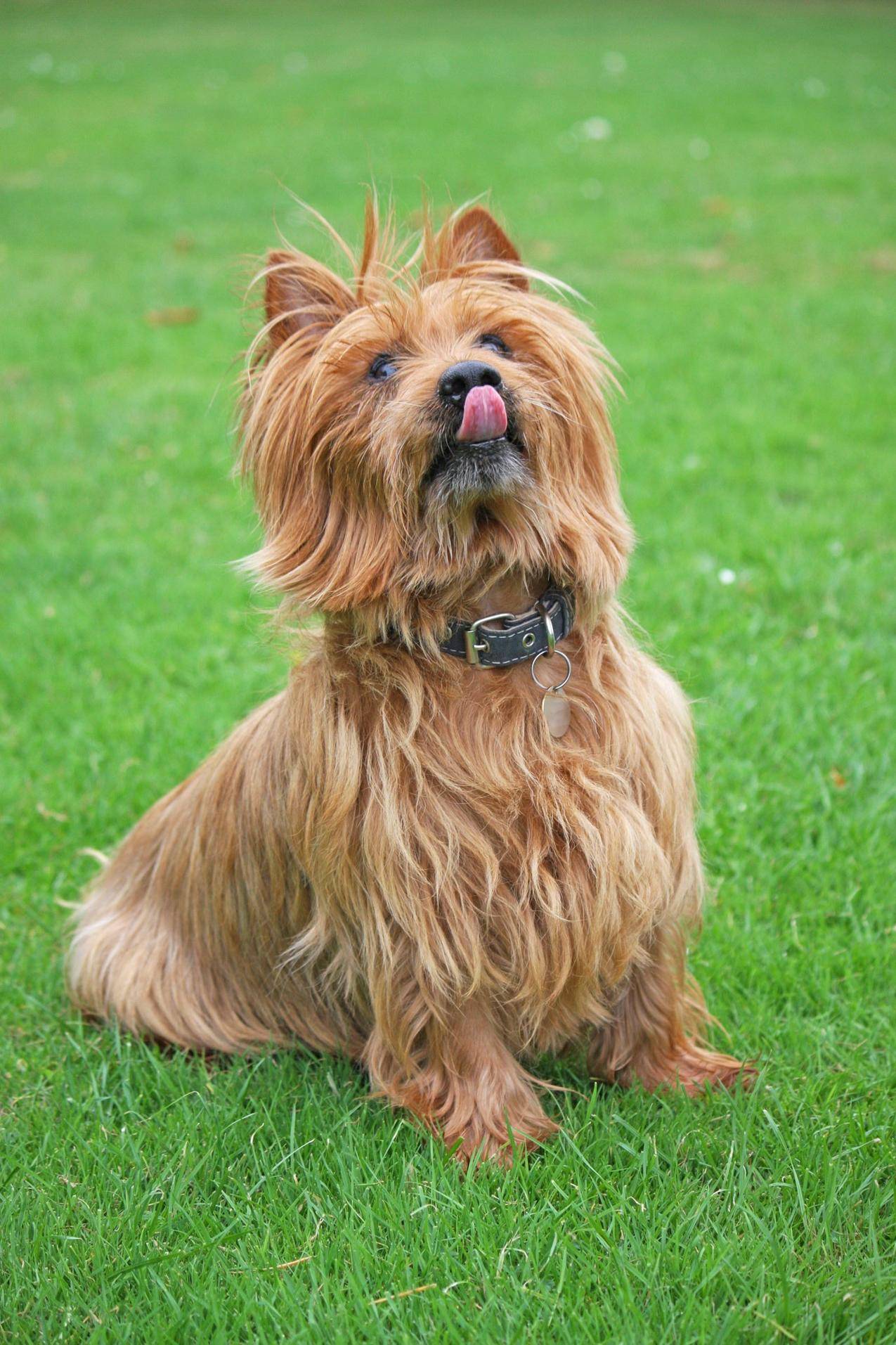 草地上的小猎犬高清图片