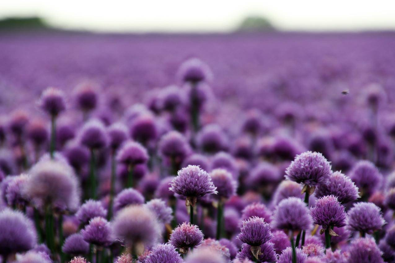 自然,田野,鲜花,紫色cc0可商用高清图片