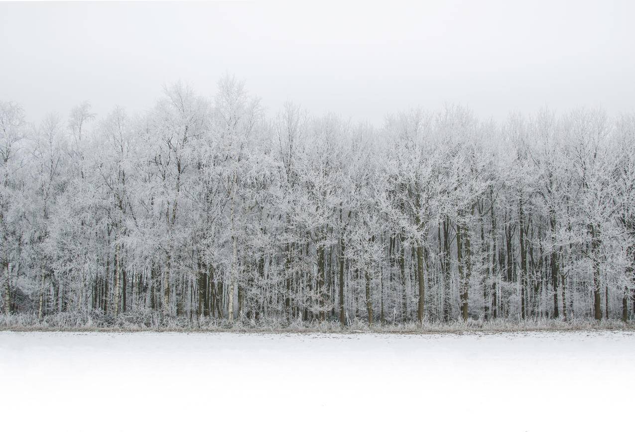 cc0可商用高清的雪,雪,景,天图片