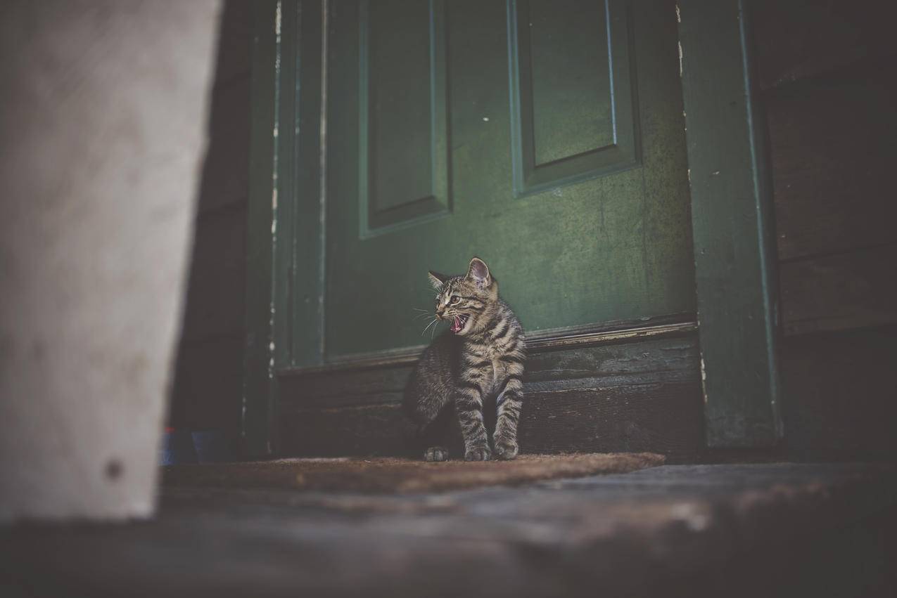 Brown,Doormat的银斑猫