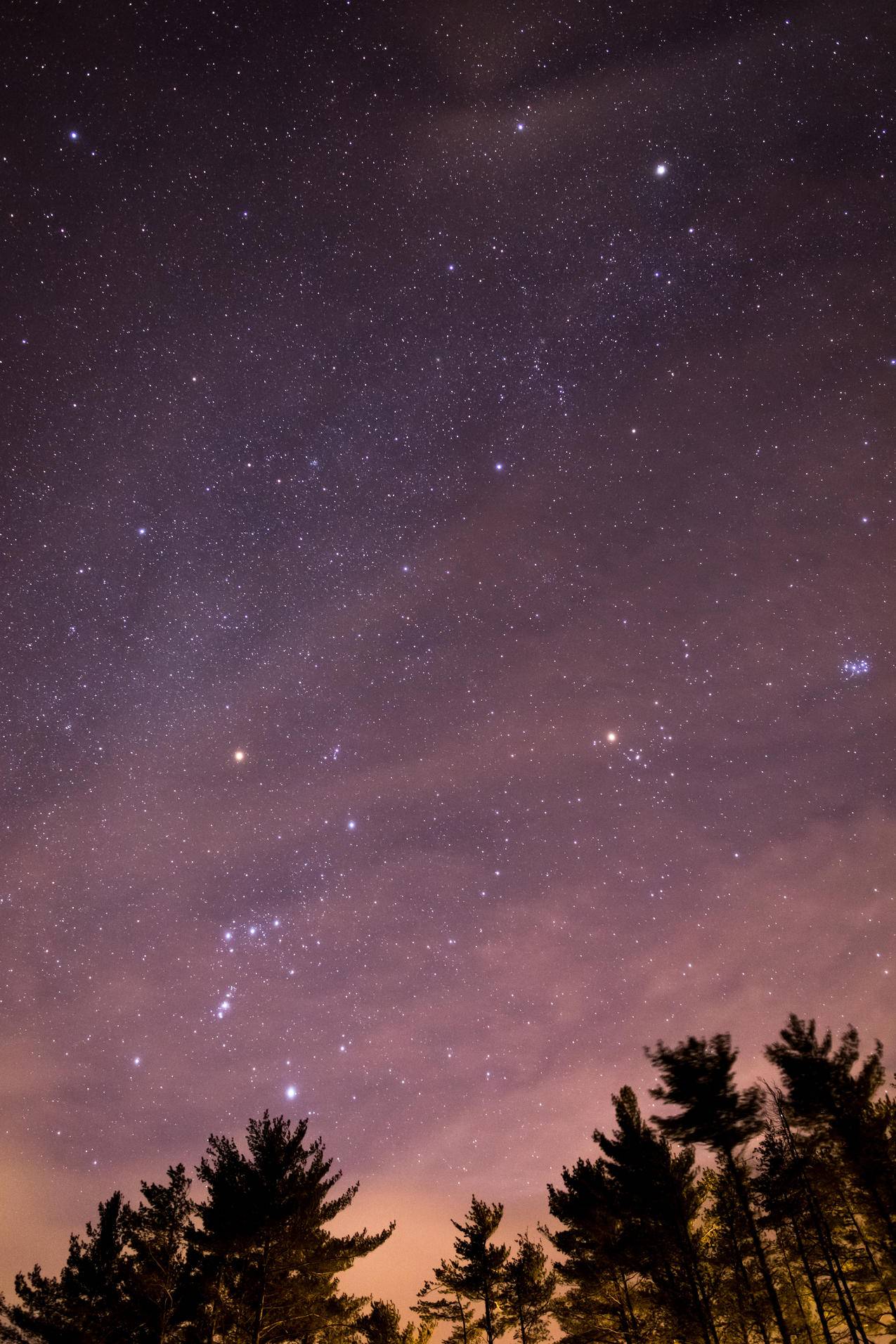 夜间树木的轮廓