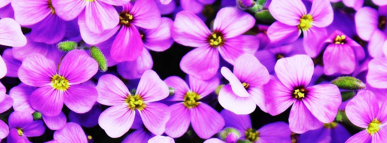 PUPLE,4,Petaled,Flower