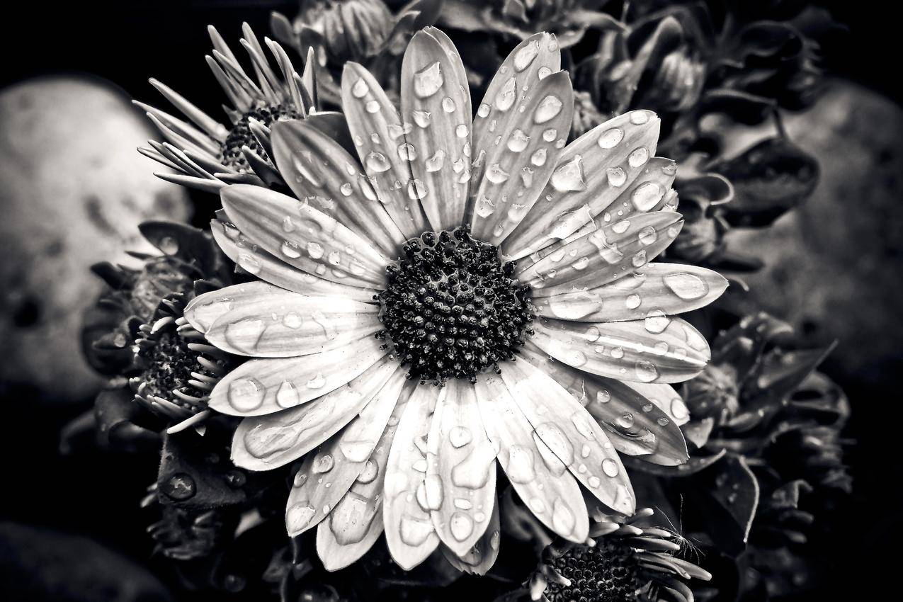 cc0可商用的黑白照片,水,花园,花瓣
