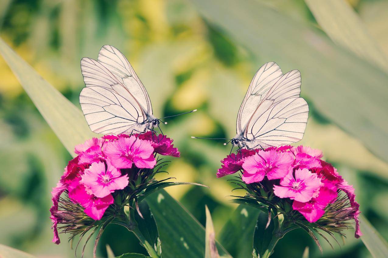 Pink,Flowers上的2只白蝴蝶