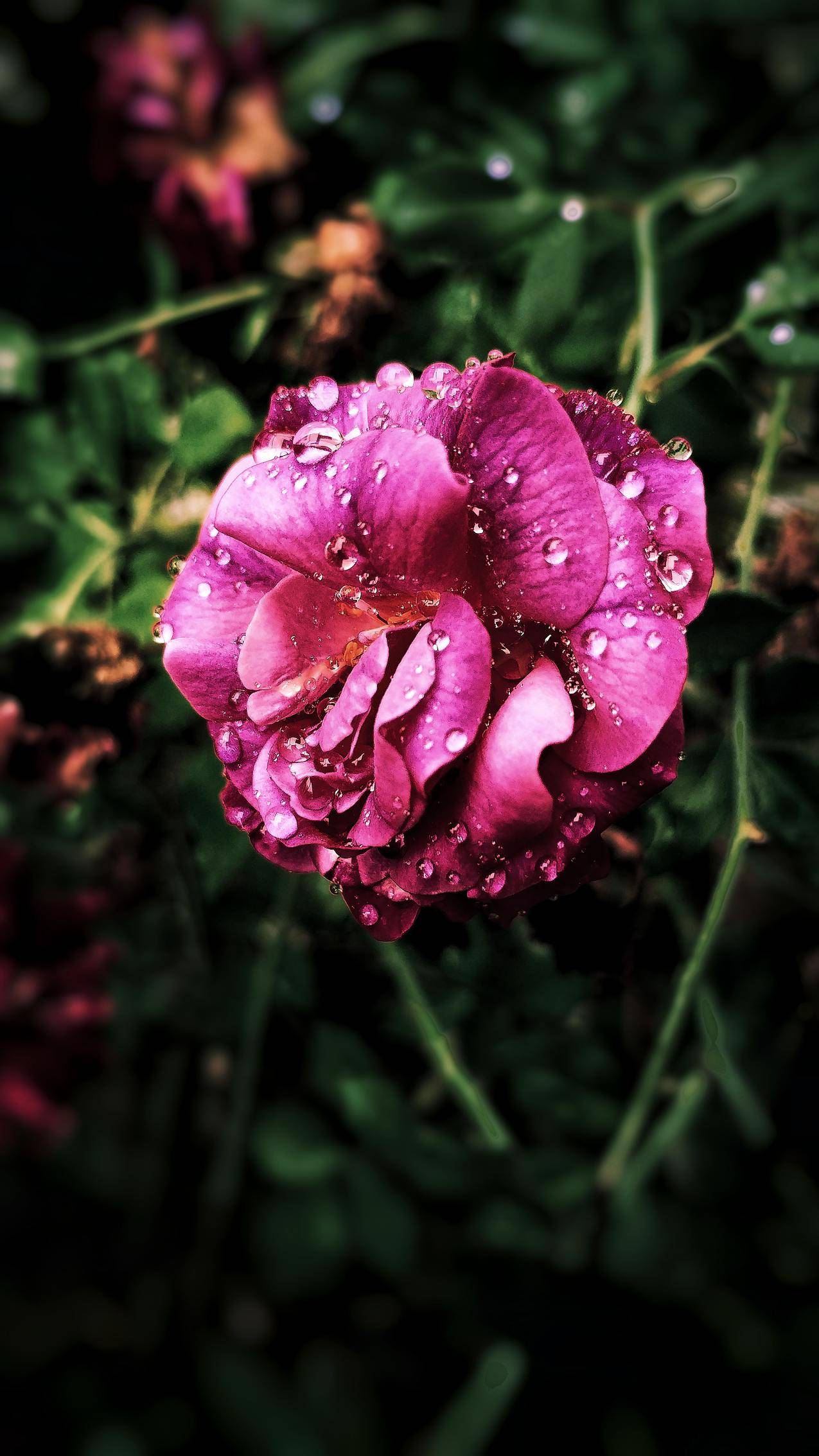 近景摄影中的粉红色花瓣花