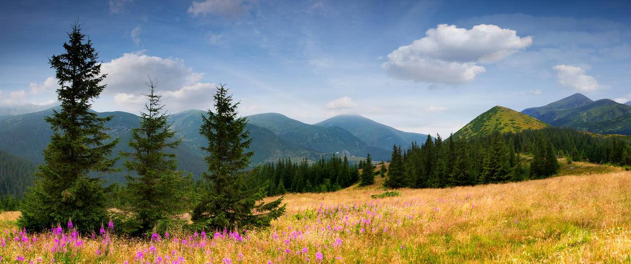 鲜花,杉木树,天空,云,3440x1440风景壁纸