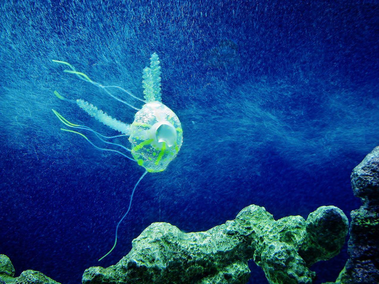 水族馆的水母高清图片