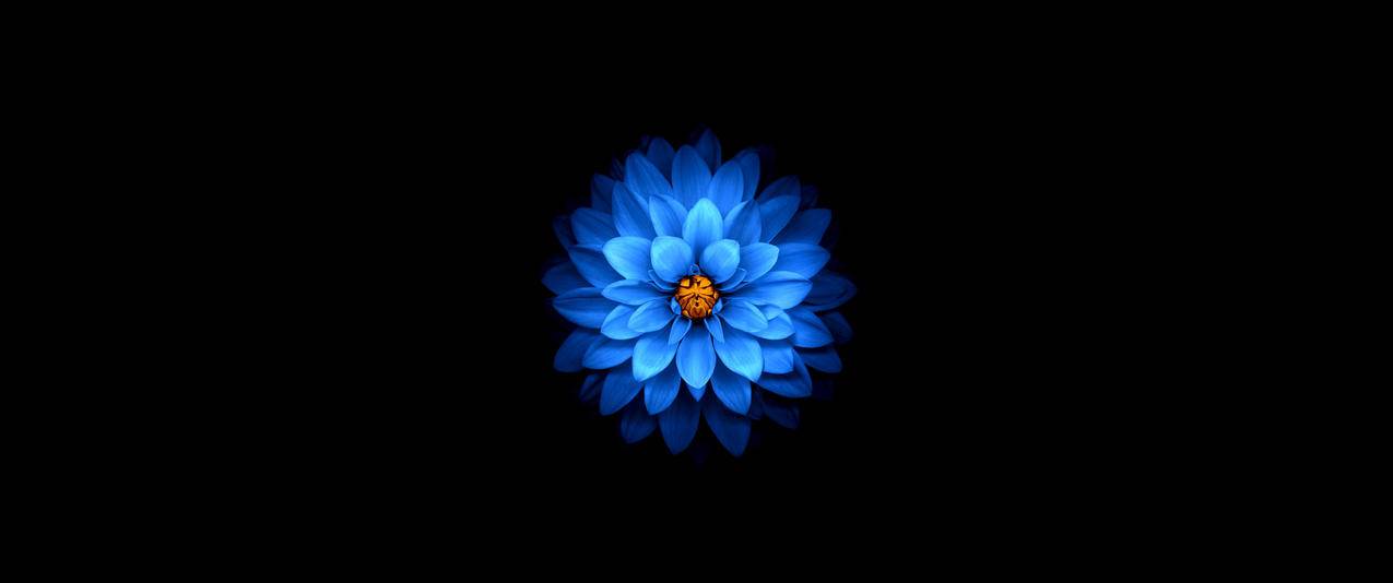 美丽蓝色花瓣3440x1440