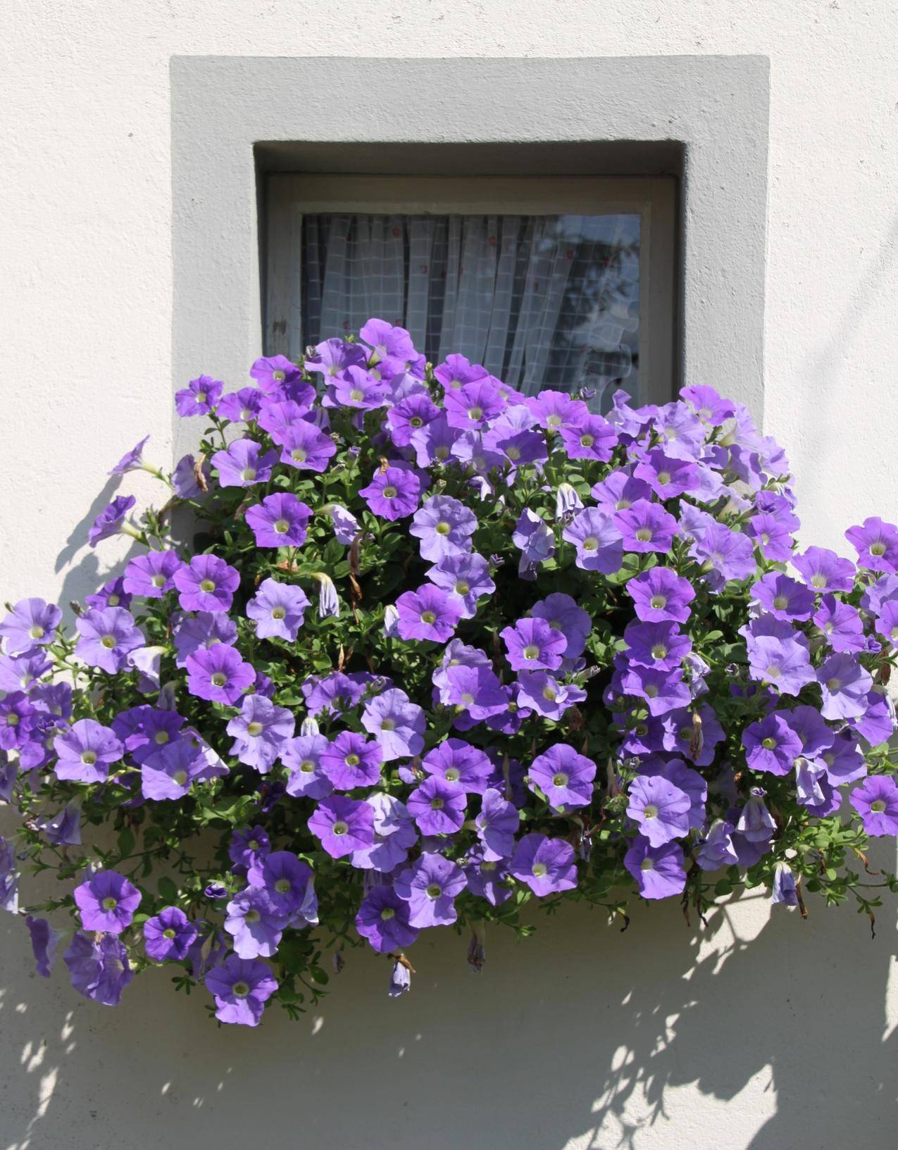 窗前紫色的矮牵牛花花朵图片