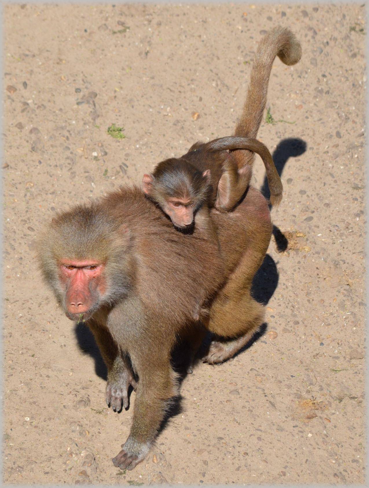 猴子妈妈背着小猴子高清壁纸