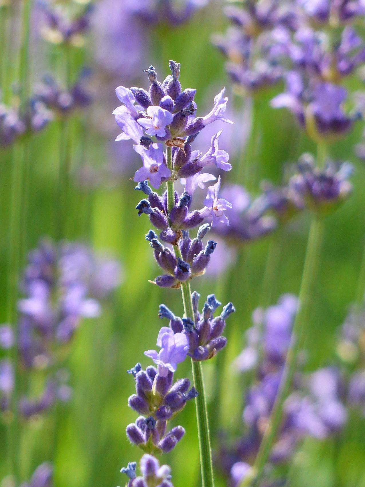 紫色的薰衣草植物图片