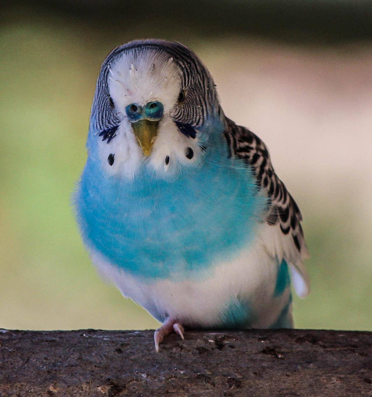 蓝色羽毛的鹦鹉高清图片