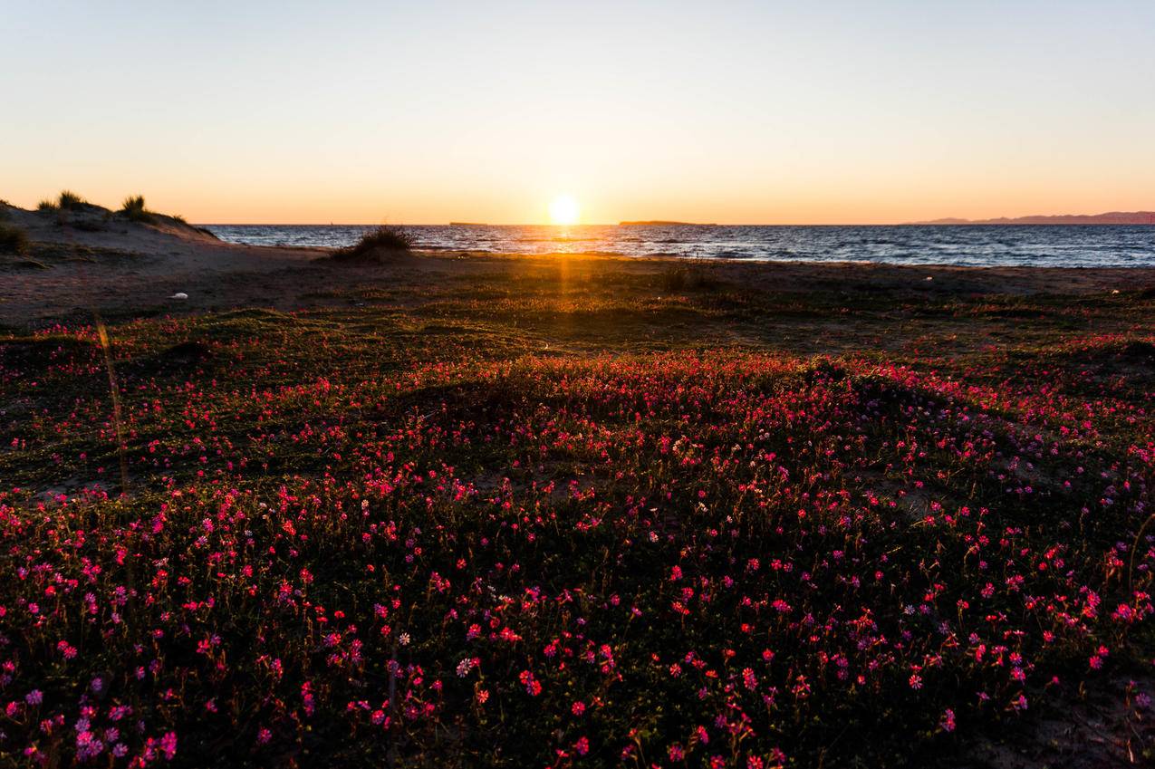 近海花圃摄影