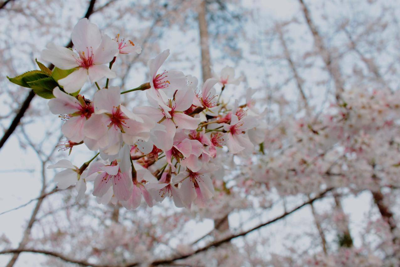 樱花近景高清图片