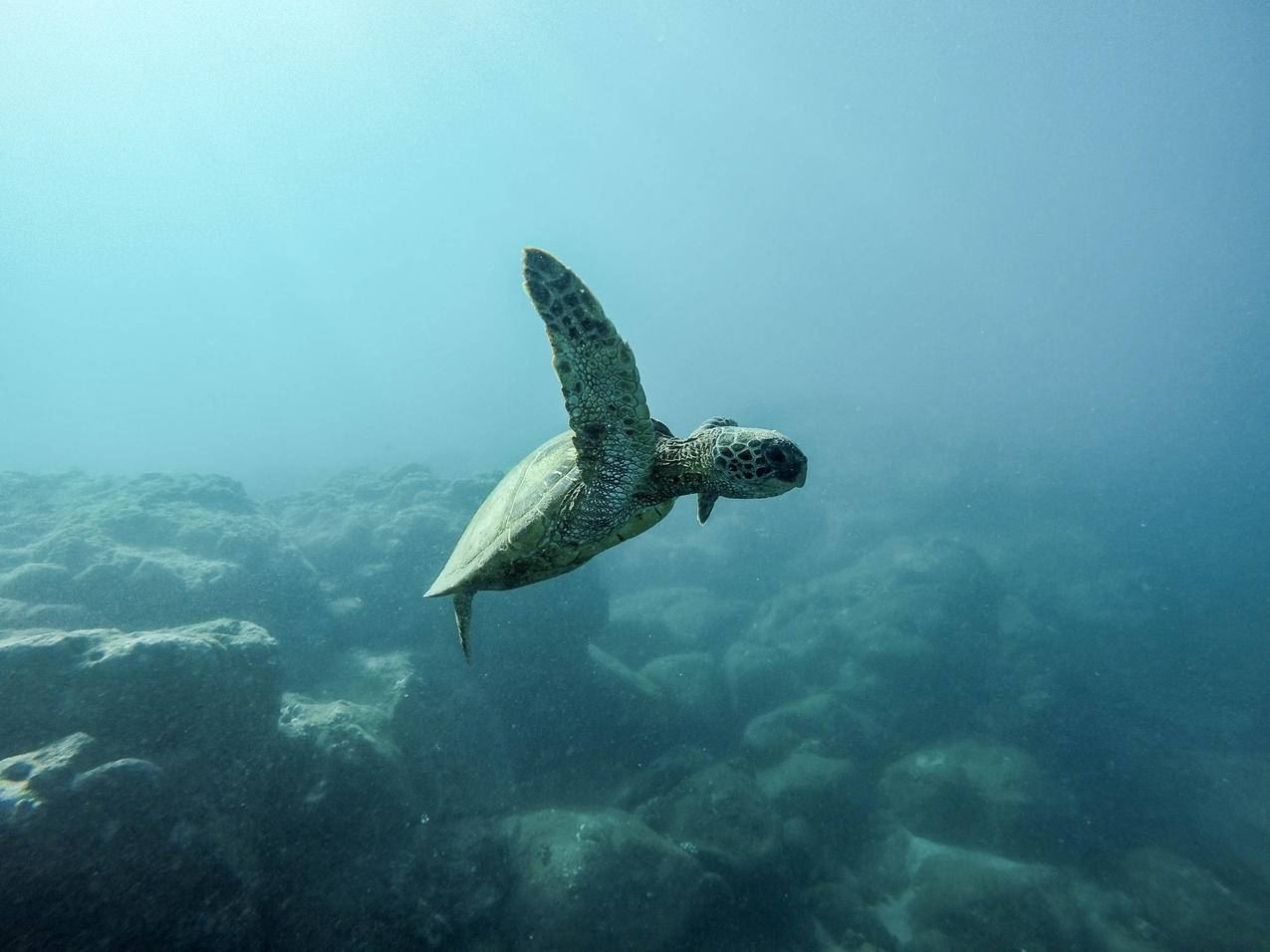 海底的海龟高清图片