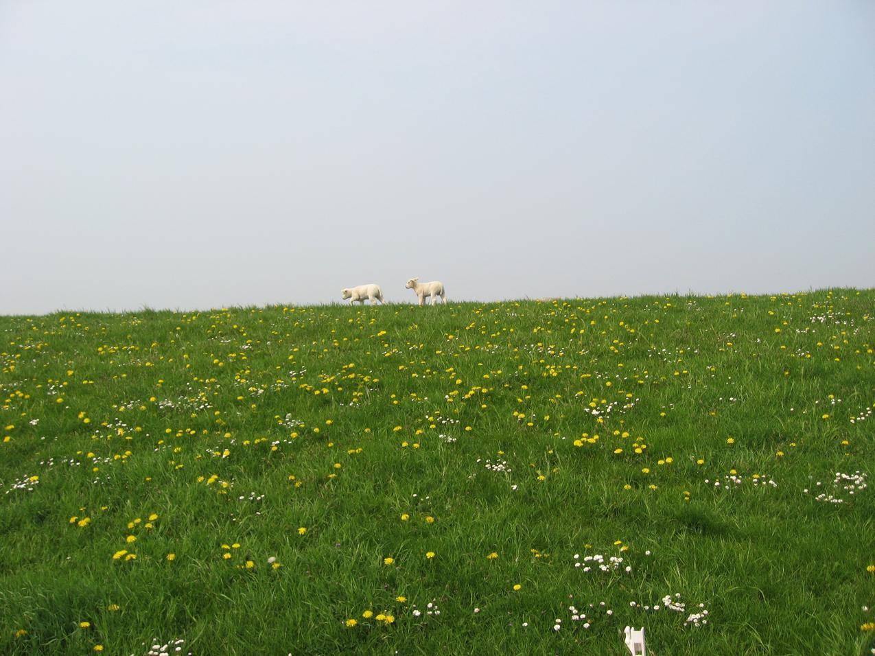 草地上的野花与小绵羊图片