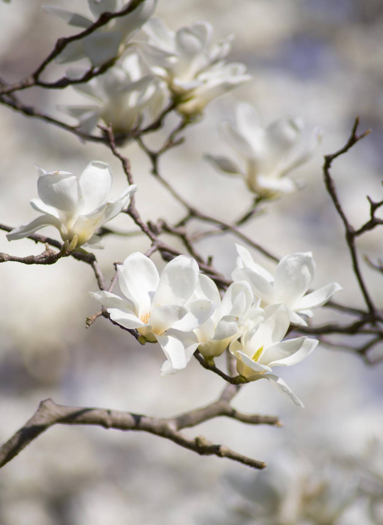 白玉兰花的选择性聚焦摄影