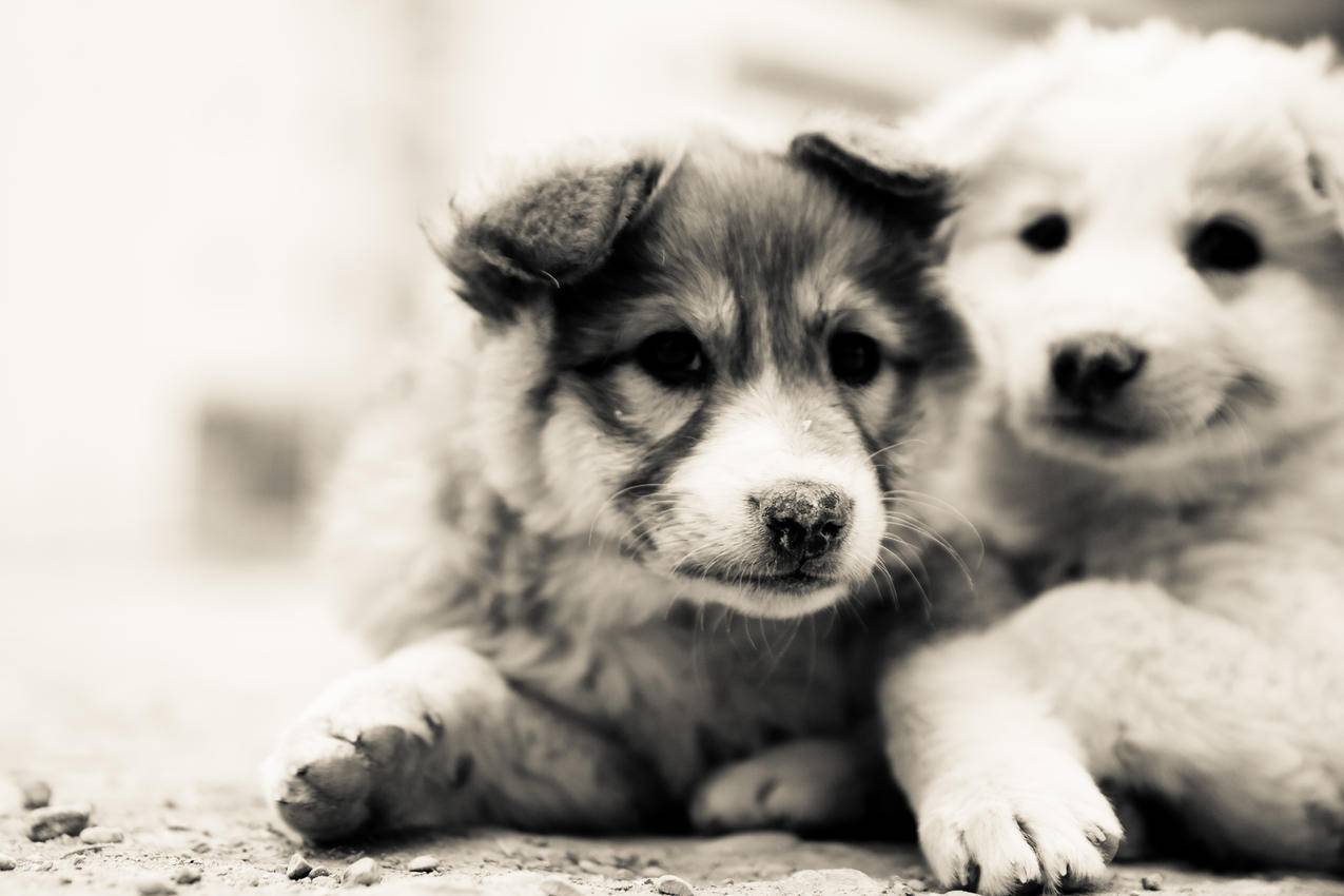 两只可爱小狗亲密照桌面壁纸_高清动物壁纸_彼岸桌面