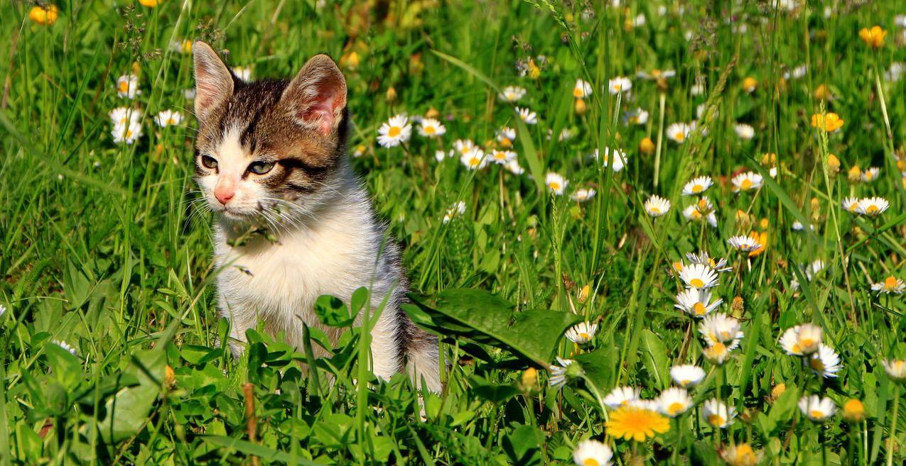 草地,野花,小猫咪的图片