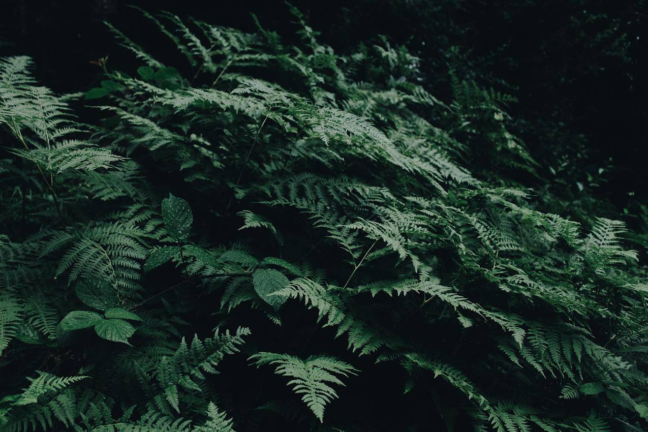 Green,Fern植物