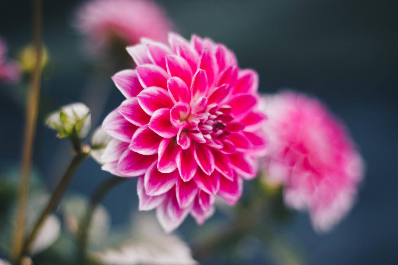 Pink,Flowers浅聚焦摄影