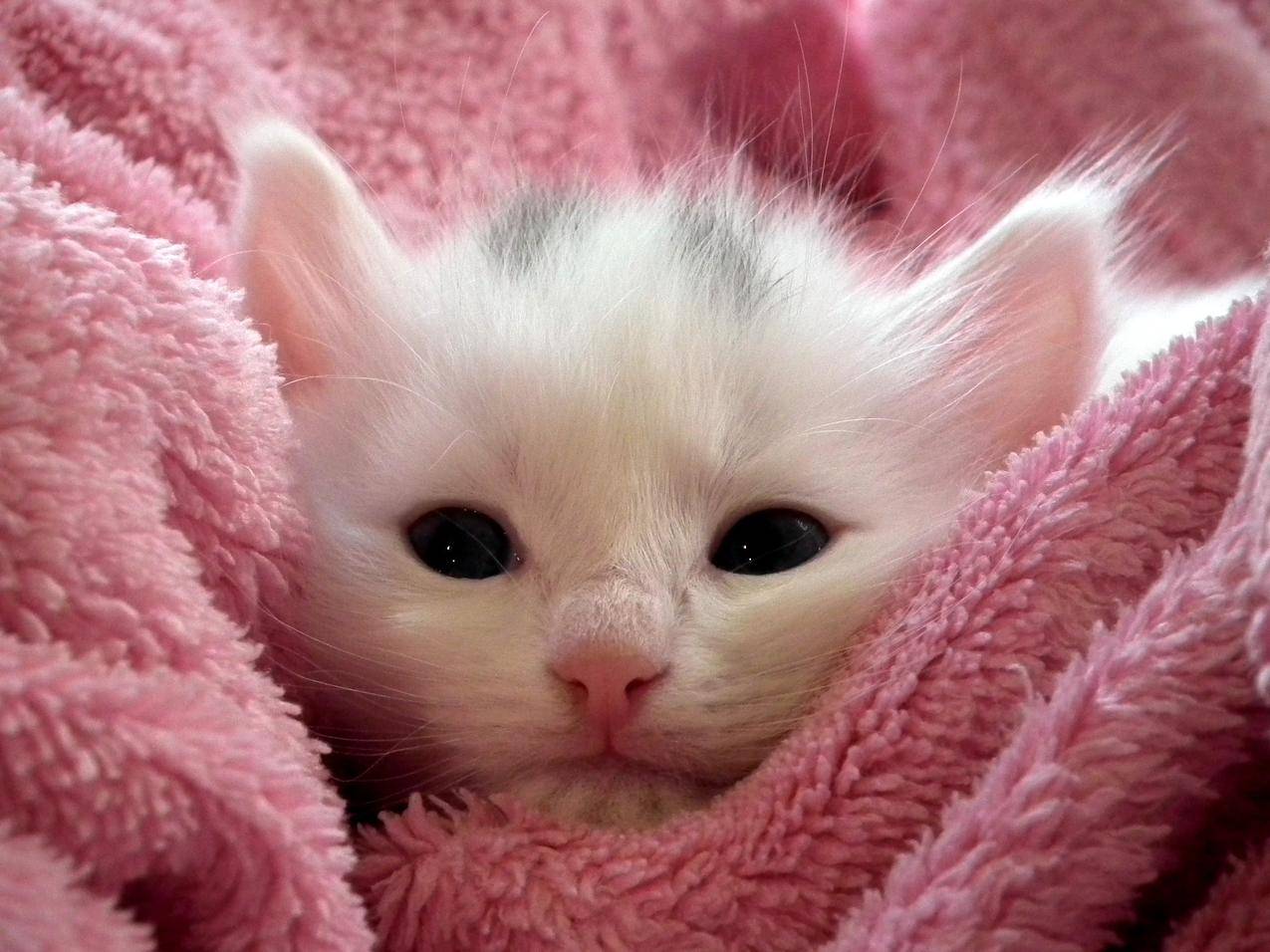 一只慵懒的白色小猫十分可爱宠物