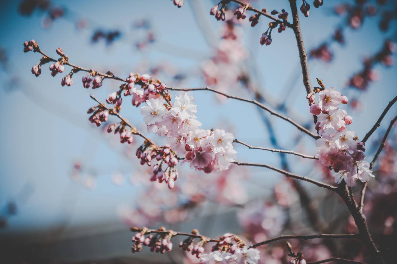 怀特和Pink,Flowers