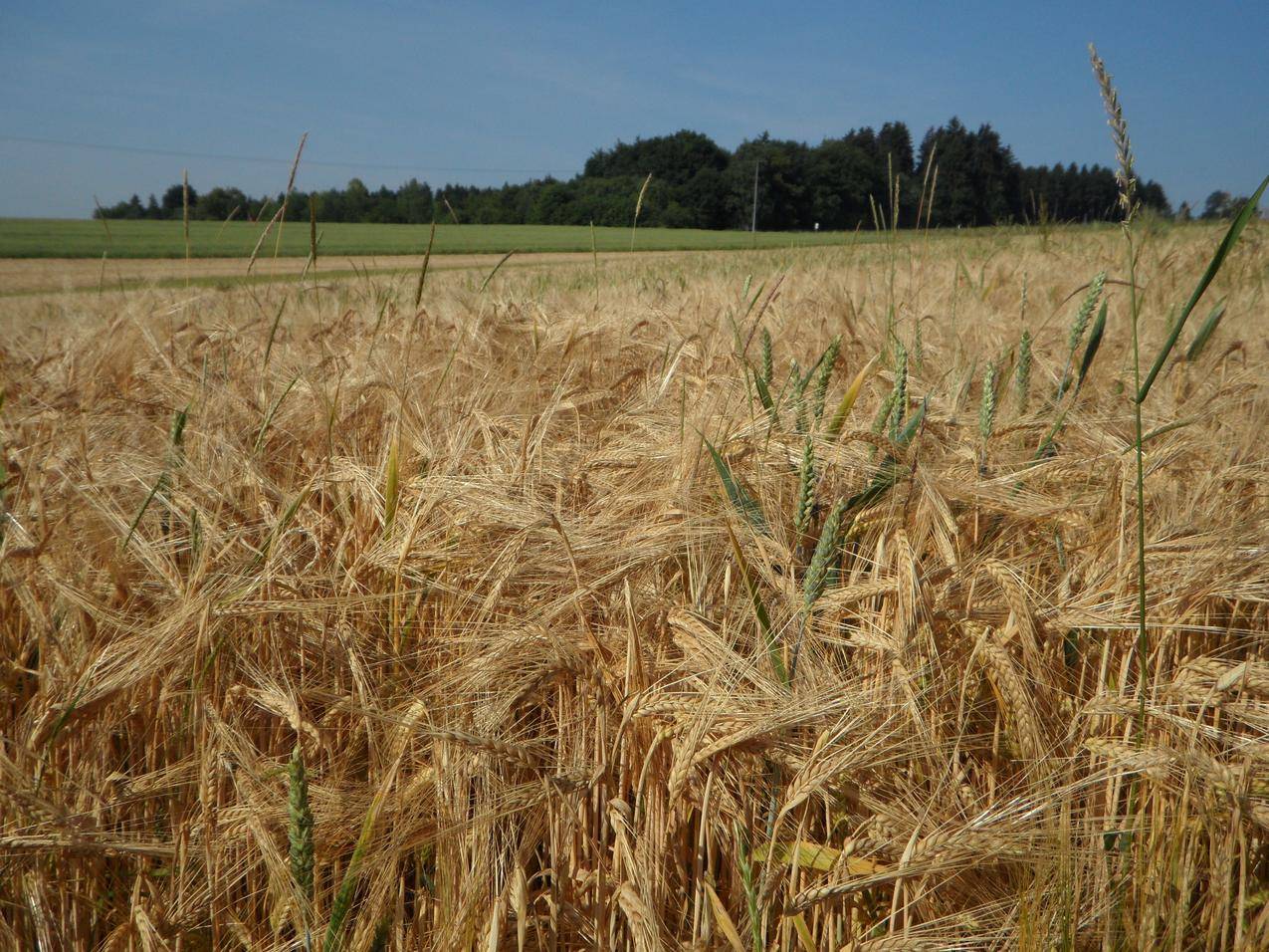 秋天麦田的小麦麦穗图片