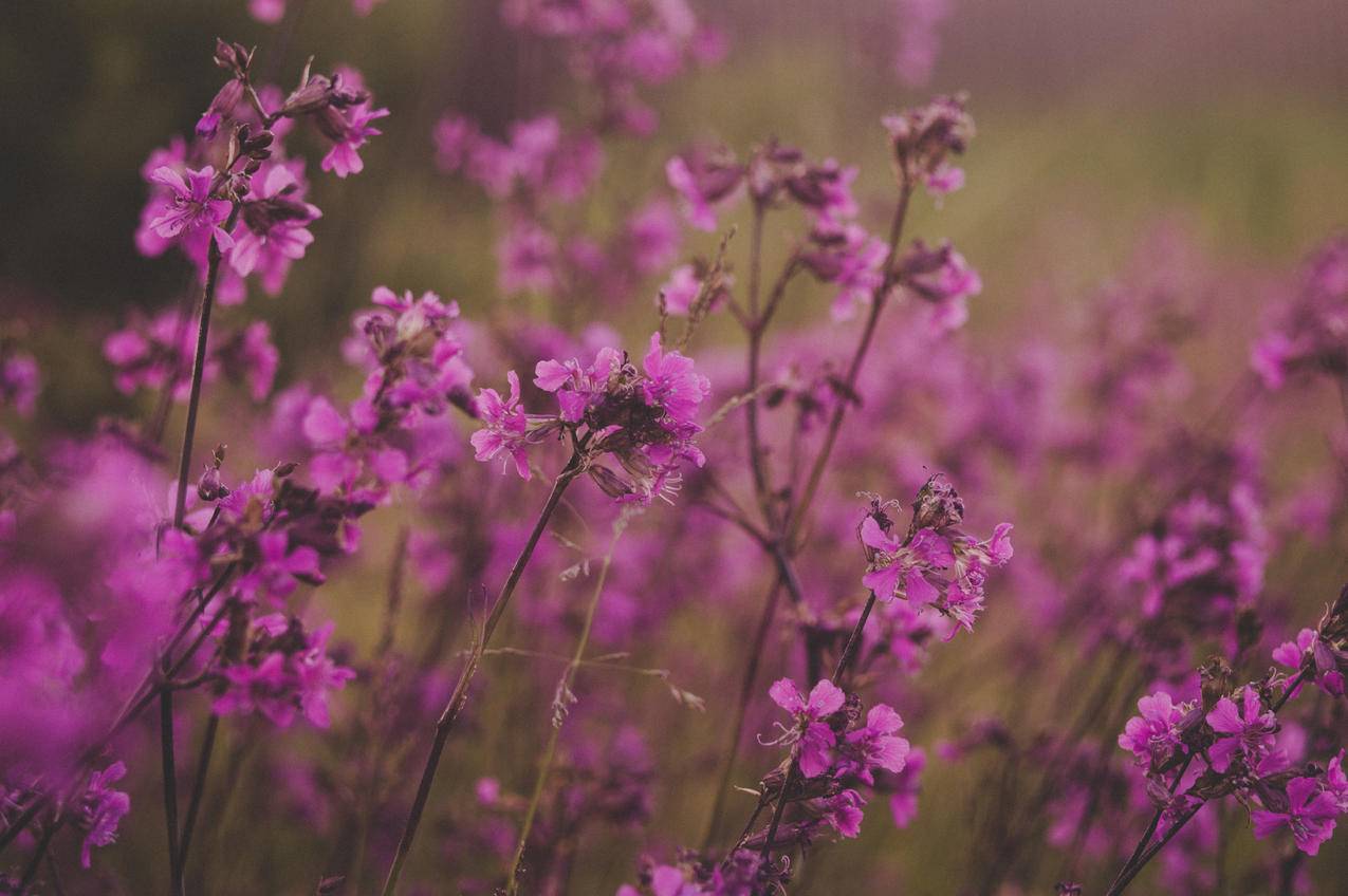 Pink,Flowers的选择性聚焦摄影