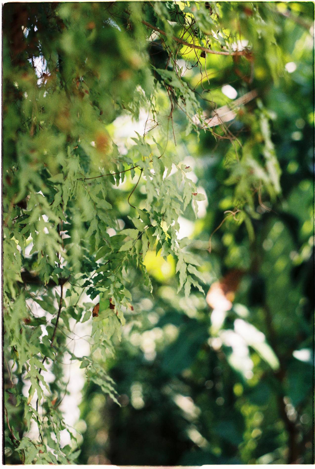 绿叶植物