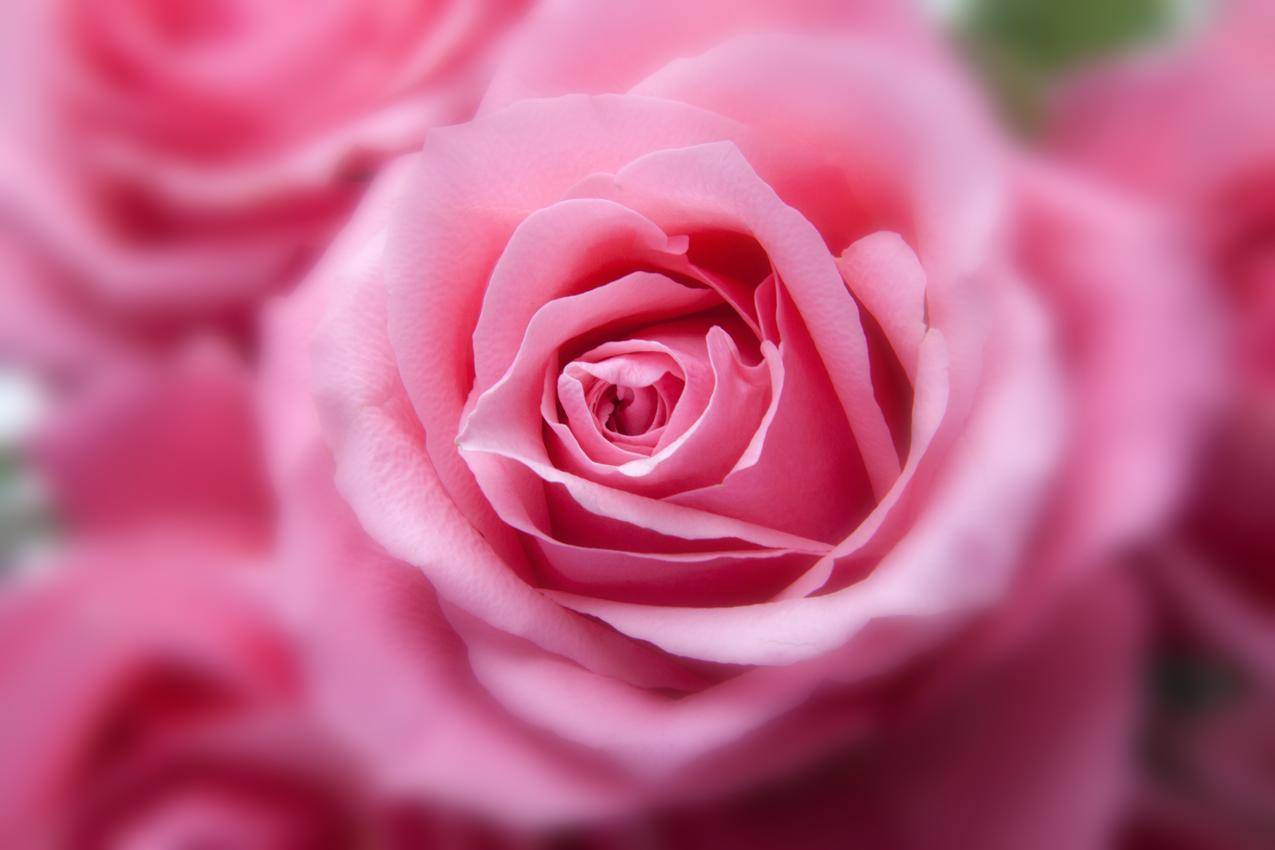 近景图片中的粉红玫瑰