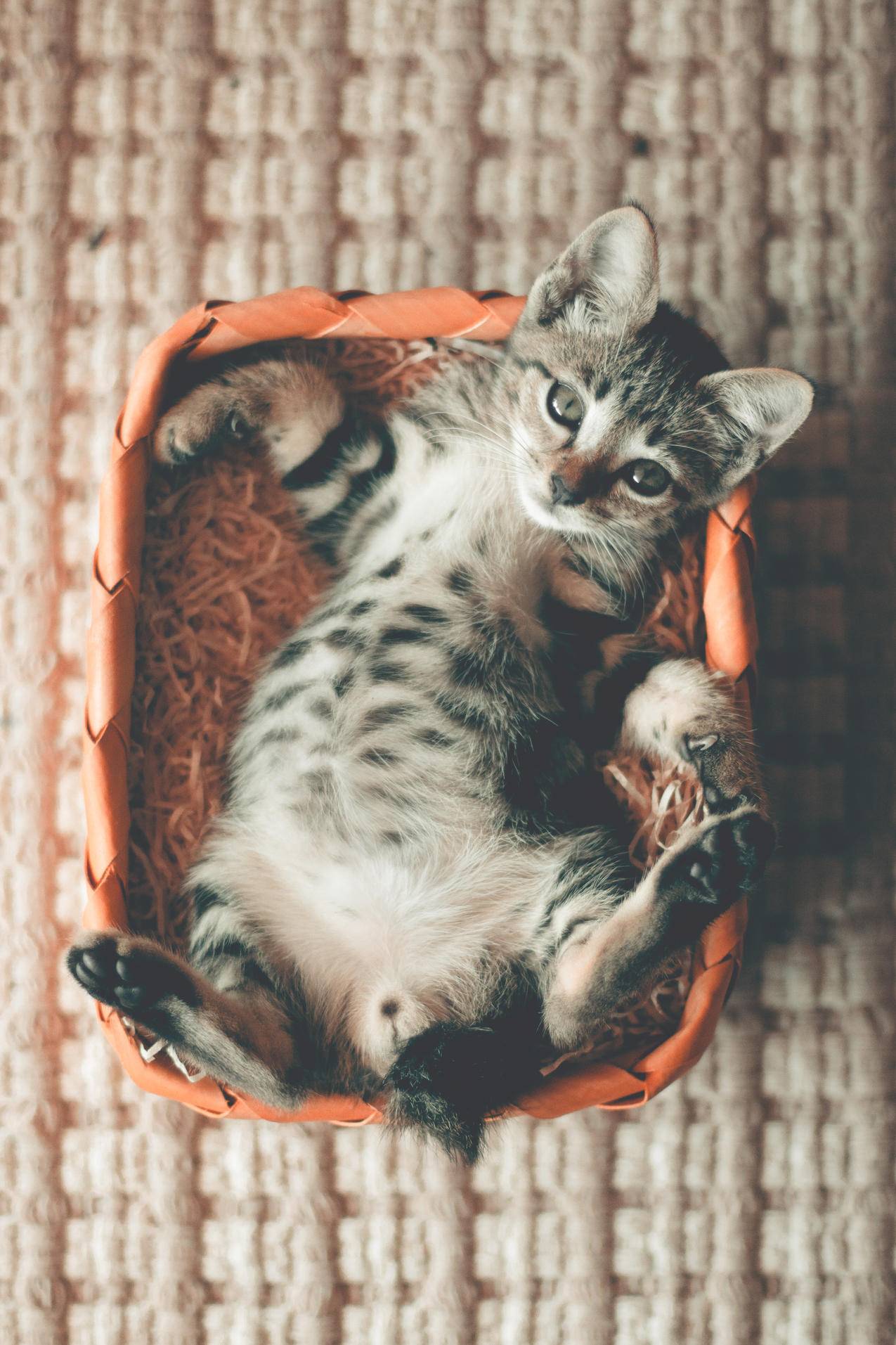 斑纹小猫躺在橙色篮子里的照片