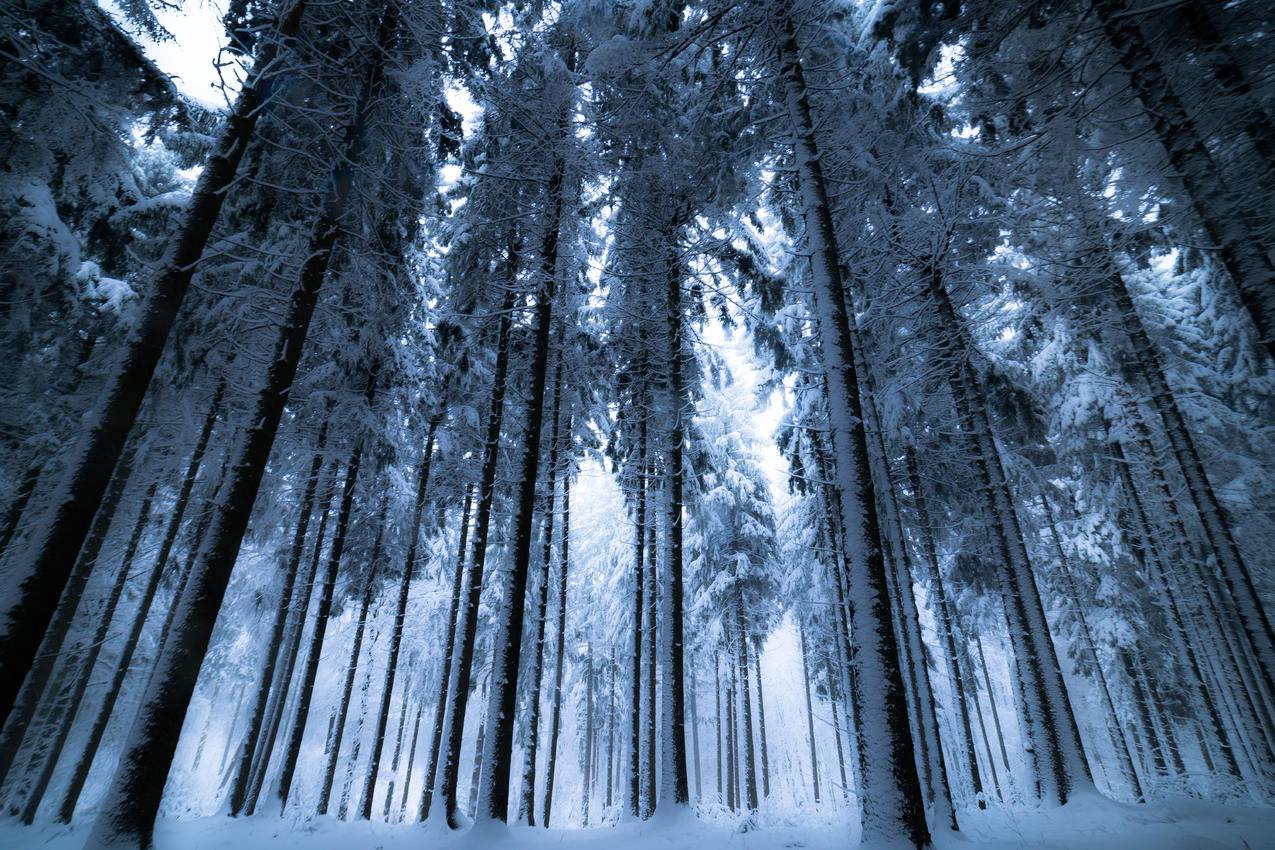 雪树6k壁纸
