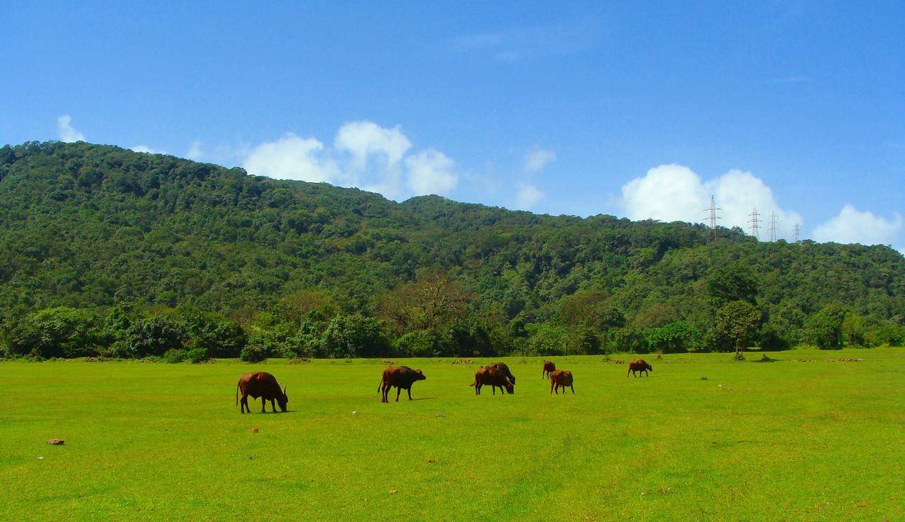 草地上的牛群高清图片