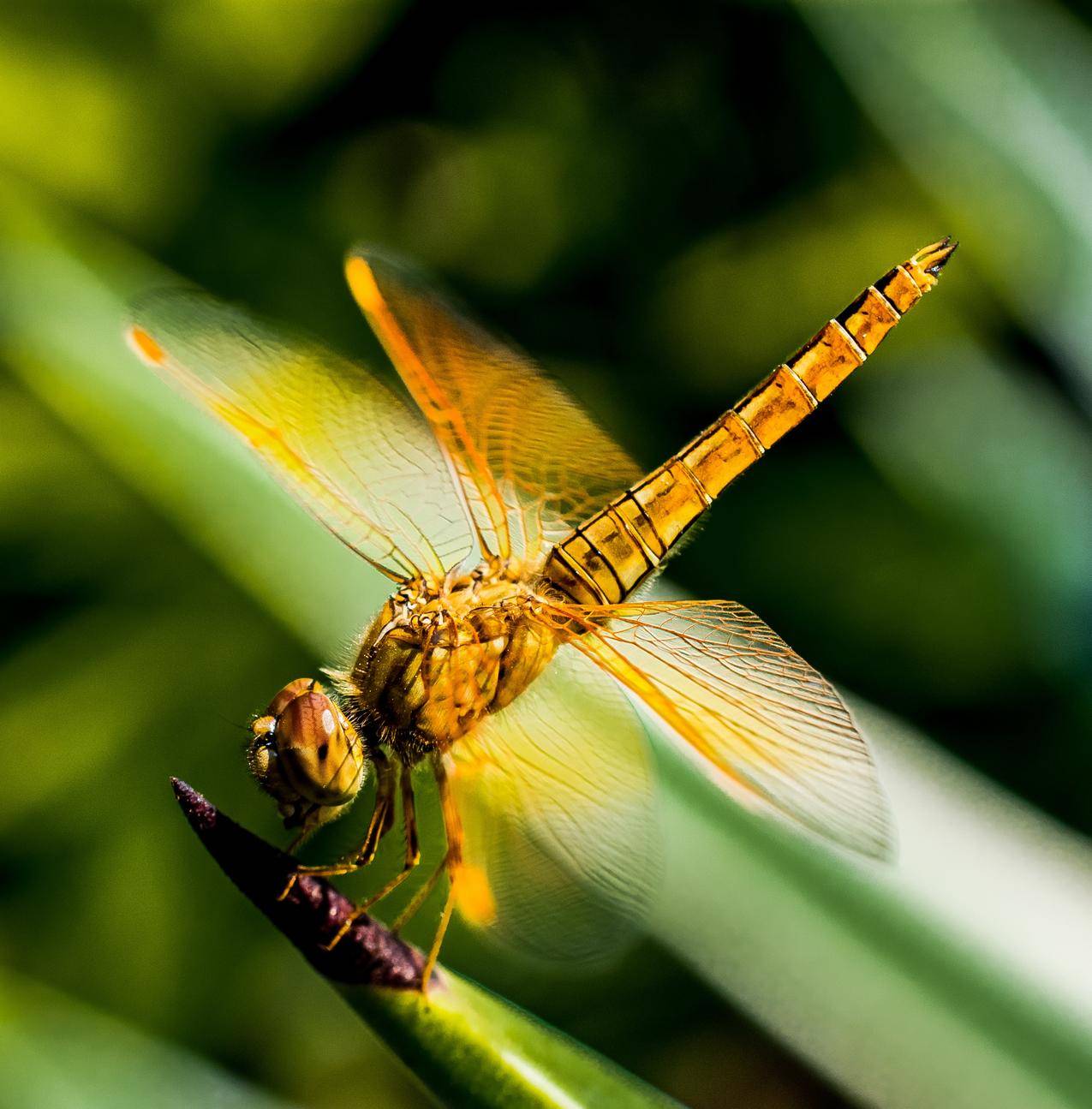 金黄色的蜻蜓高清图片