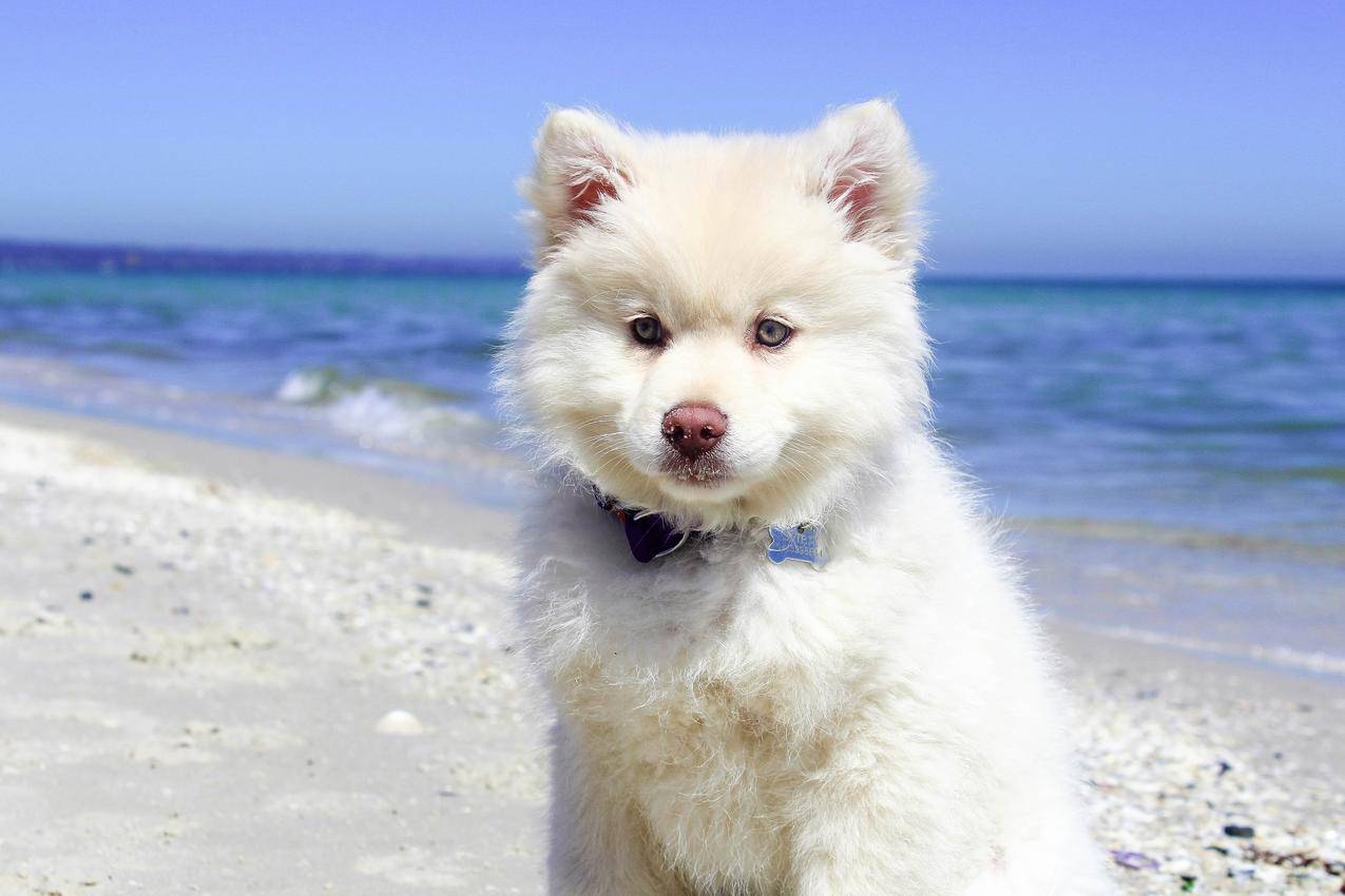 站在海滩上的狗的肖像