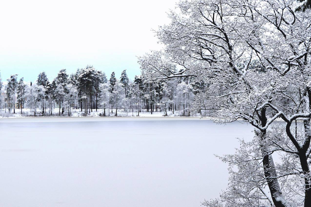 森林雪景4k壁纸