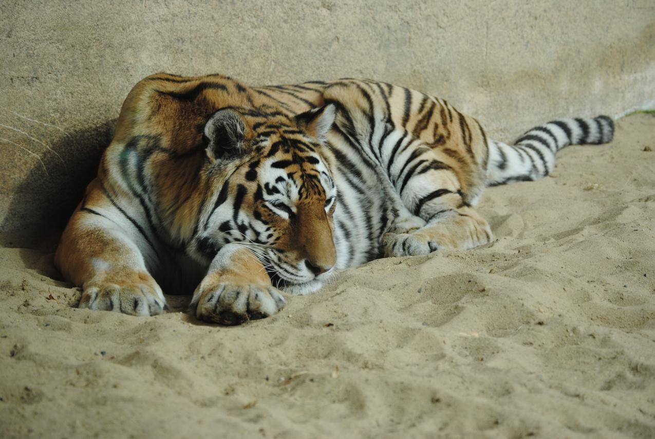 动物园的老虎高清图片