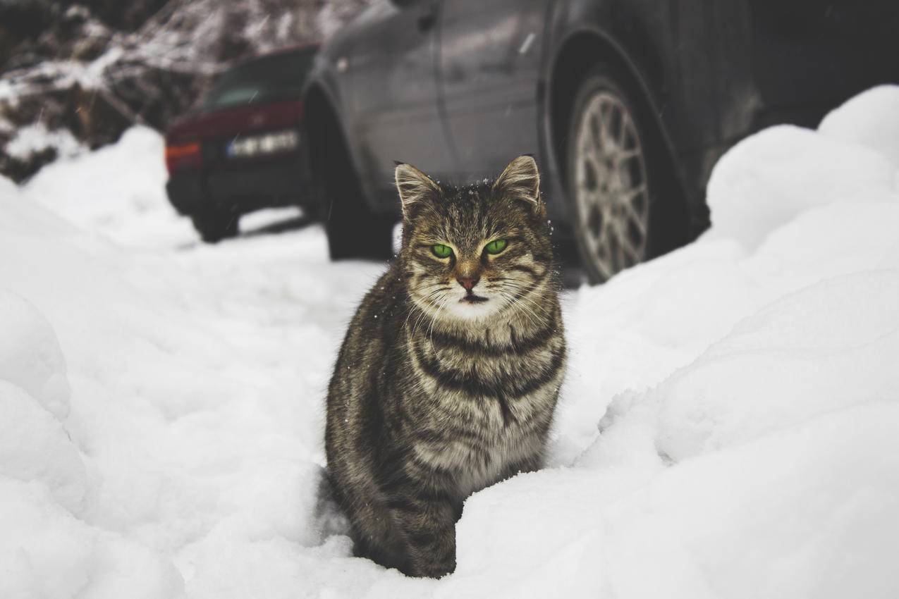 免费的冷,雪,汽车,冬天照片