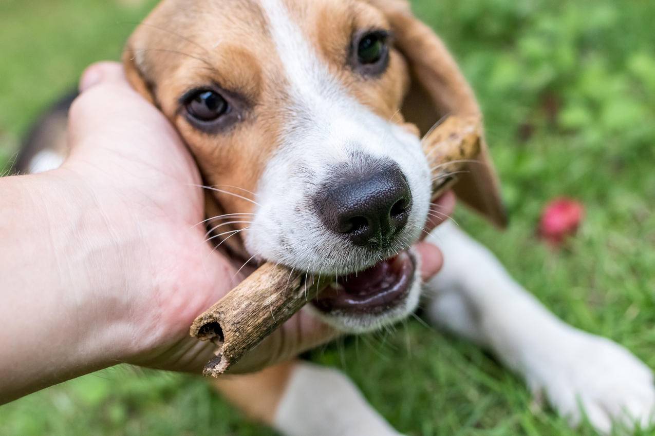 木材,手,动物,狗免费照片