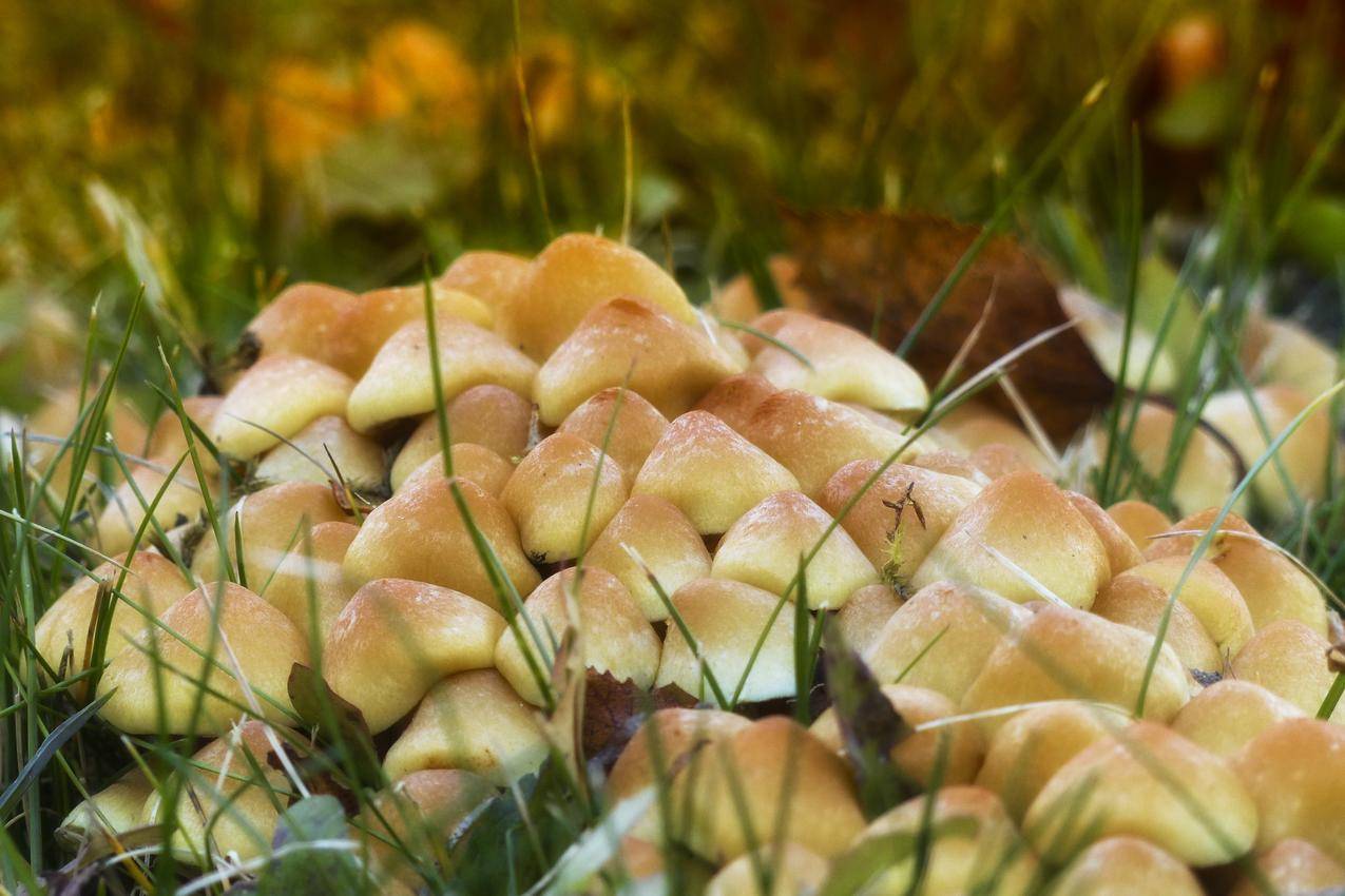 野生蘑菇群高清图片