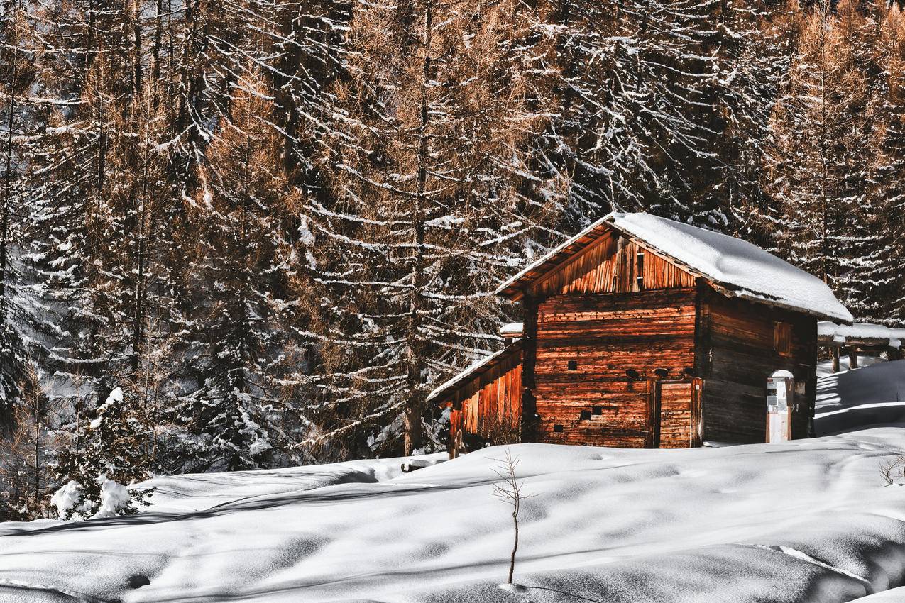 森林附近雪景中的棕色木屋
