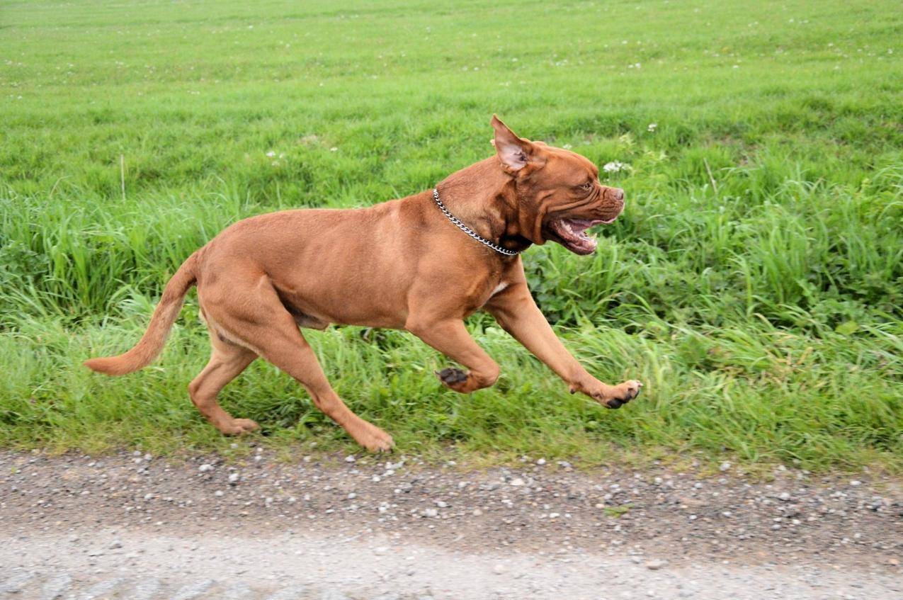 奔跑的宠物狗狗高清图片