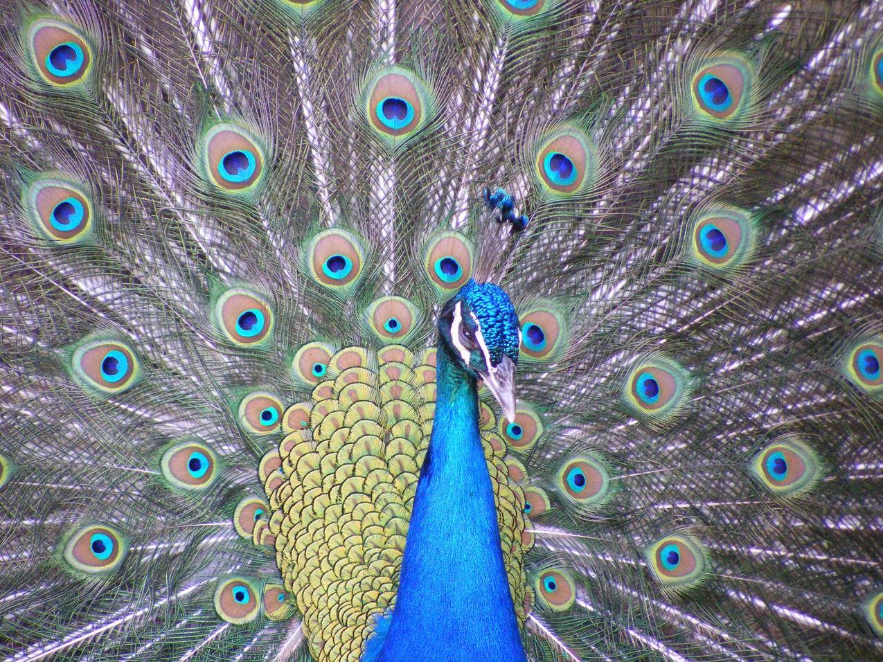 美丽的蓝孔雀开屏图片-千叶网