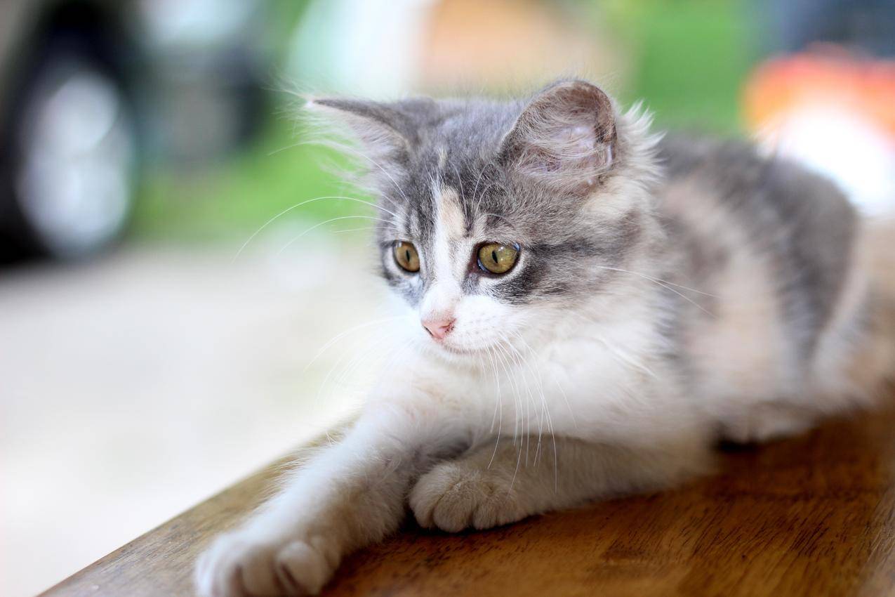 可爱的宠物猫