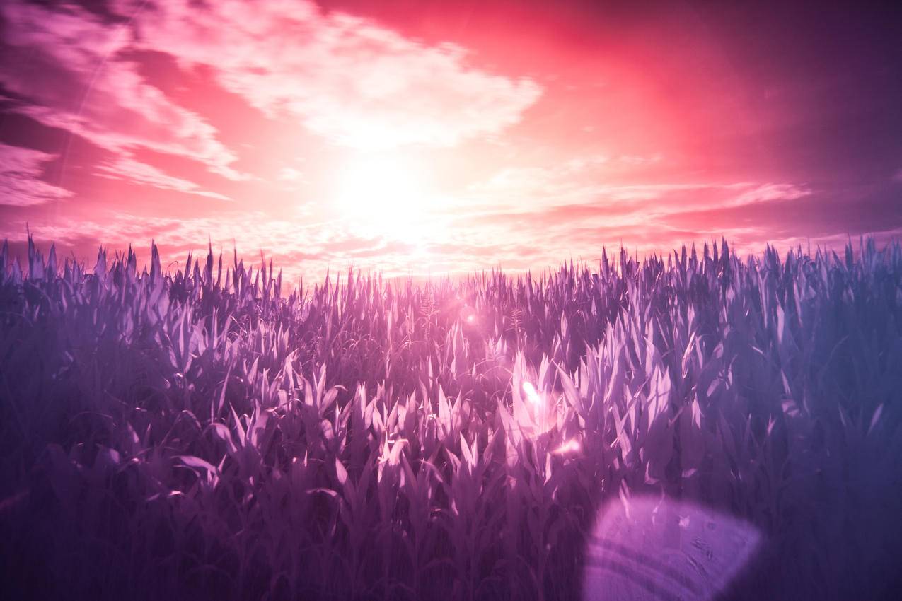 红色,太阳,紫色,梦幻cc0可商用高清图片
