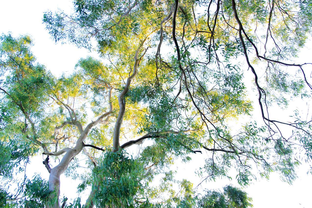 自然,树枝,树木,透视的cc0可商用图片