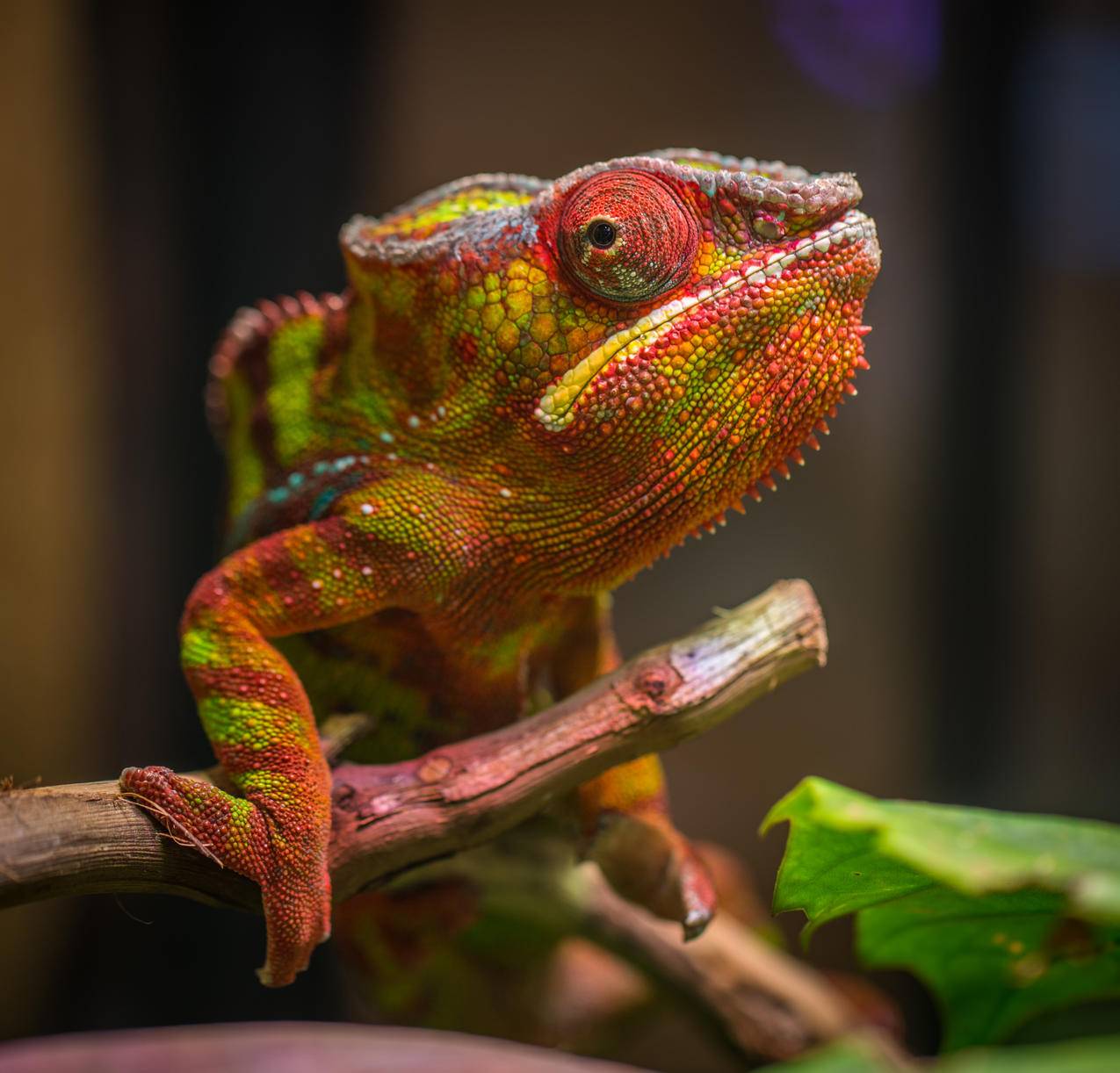 红色和绿色爬行动物的选择性聚焦摄影