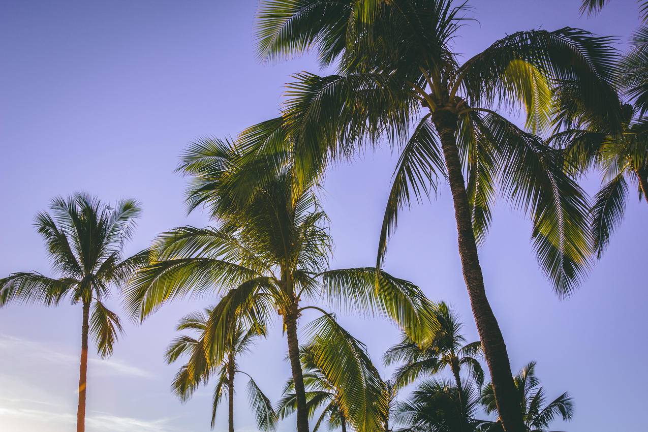 椰子树的低角度摄影