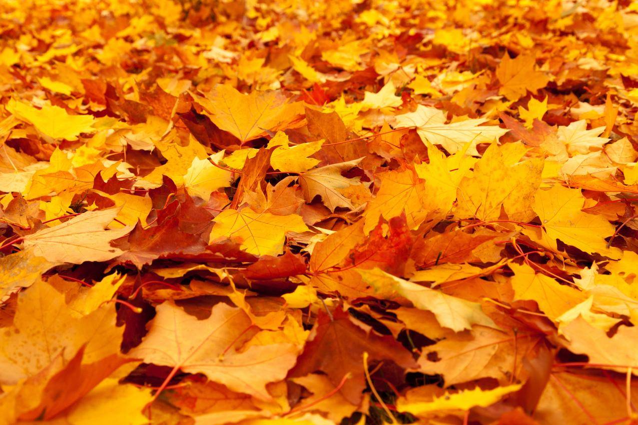 秋天的黄色落叶高清壁纸